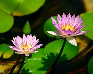 身体的拘束最小化の取組